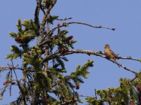 2016-05-20 12h34m06 - Ortolaan - Aat Bender